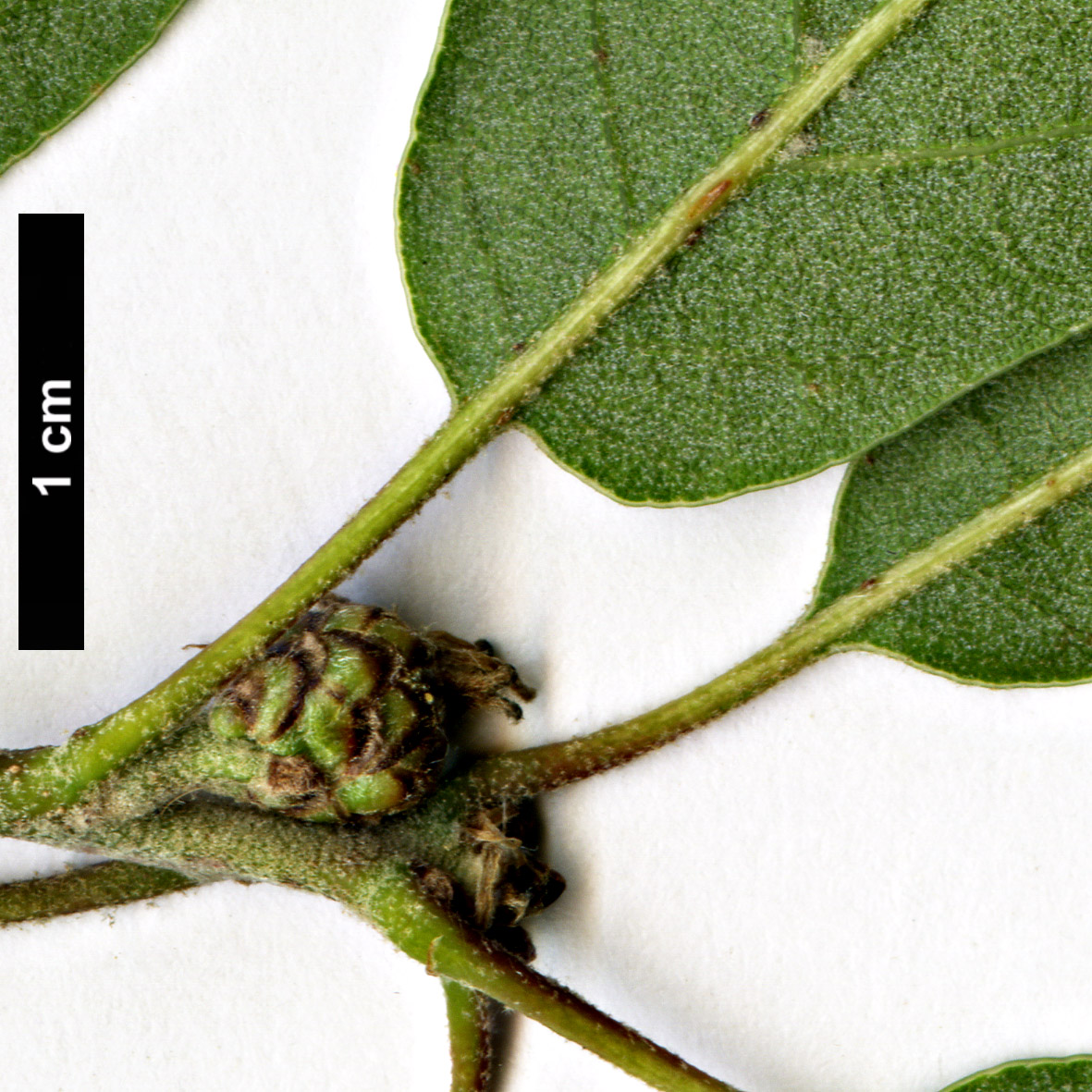 High resolution image: Family: Fagaceae - Genus: Quercus - Taxon: durifolia